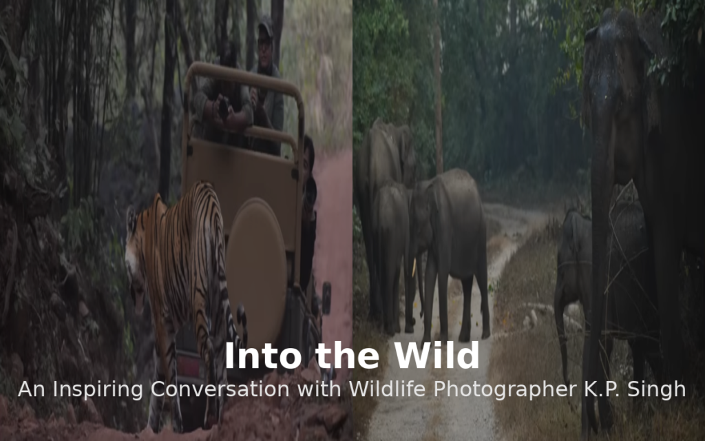 Into the Wild: An Inspiring Conversation with Wildlife Photographer K.P. Singh